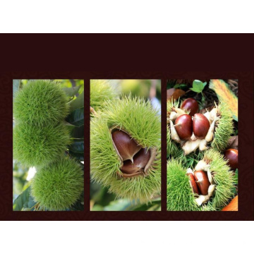 2015 Best Selling China Fresh Chestnut